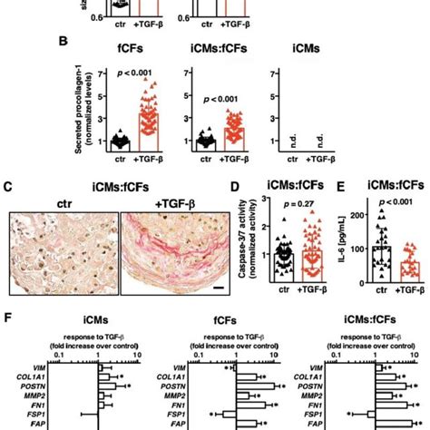 Tgf Induces Fibrotic Phenotype In Cardiac Microtissues