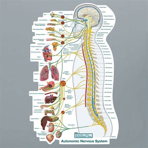 Autonomic Nervous System Chart Poster