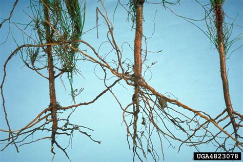 Phytophthora Root Rot Phytophthora Cinnamomi