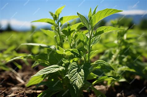 Premium AI Image | Sesame Plantation Farmland in the Growth of Sesame