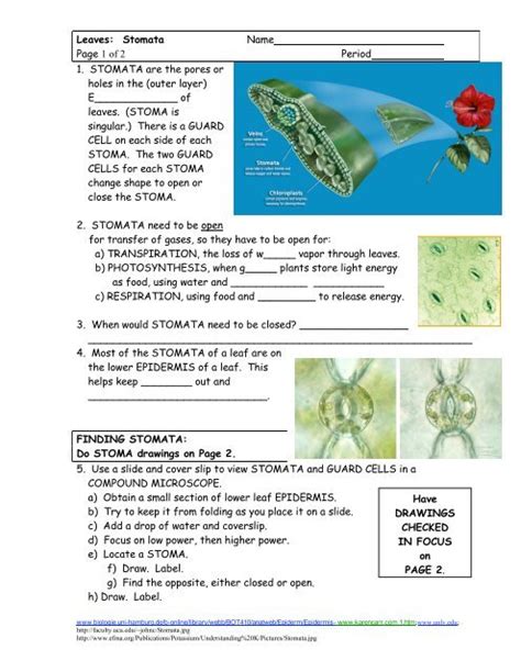 Stomata Lab