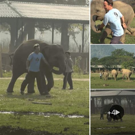 Baby Elephants Heartwarming Dash To Caretaker Daily BB News