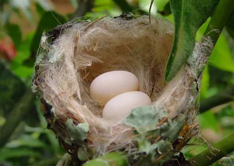 Hummingbird Nest Facts Insights Into Their Nesting And Breeding Habit