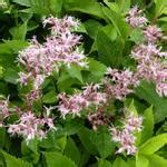 Cultivars Van Leverkruid Koninginnekruid Eupatorium Maculatum Gateway