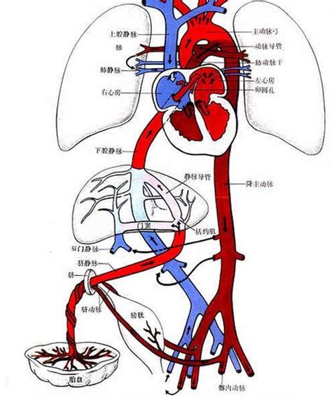 胎儿血液循环模式图 生理结构图 医学图库