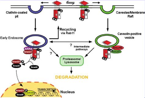 Regulation Of Tgf B Signaling By Clathrin Dependent And Independent