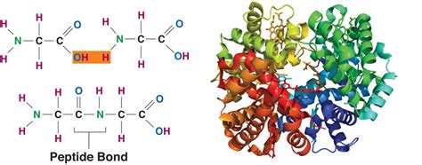 Defining Protein