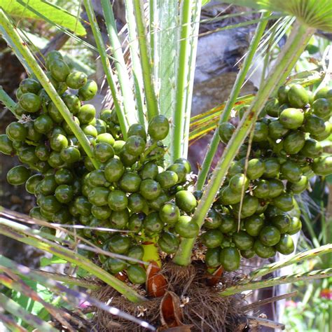 Sabalpalme S Gepalme Serenoa Repens Samen