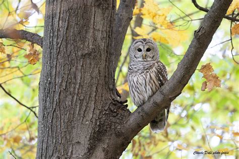 Chouette Ray E Strix Varia Barred Owl Claude Dub Flickr