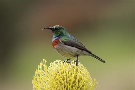 Southern Double Collared Sunbird Cinnyris Chalebeus Bdi