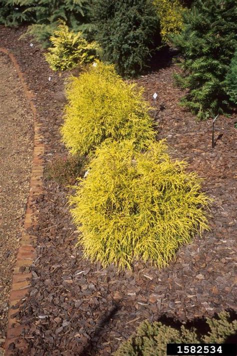 Japanese Falsecypress Chamaecyparis Pisifera