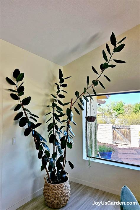 Common Houseplants Tall Indoor Plants Houseplants Indoor Plants