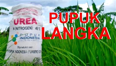 Pupuk Subsidi Di Bondowoso Mahal Dan Langka Mana Peran Pejabat