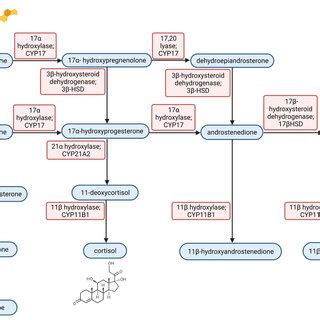 Steroid synthesis pathway. Steroid hormones are mostly synthesised in ...