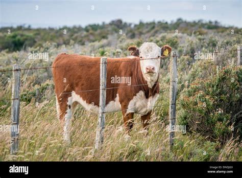 Management Of Cattle Hi Res Stock Photography And Images Alamy