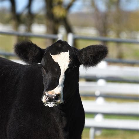 Butler Farms Show Cattle | Inwood WV