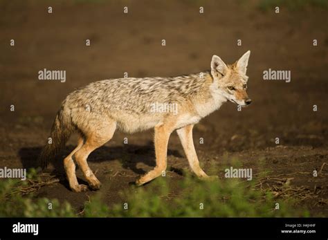 Golden Jackal Canis Aureus Serengeti National Park Tanzania Stock