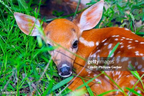 White Tailed Baby Deer Photos and Premium High Res Pictures - Getty Images