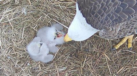 Eagle cam at Berry College shows new baby eaglets | WTVC