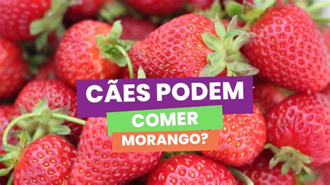 Cães podem comer morango Cão pode comer morango Morango faz mal