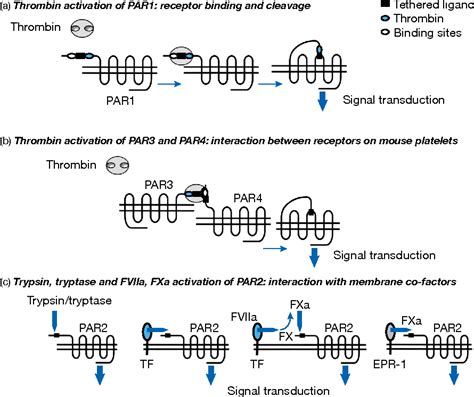 Figure From Protease Activated Receptors The Role Of Cell Surface