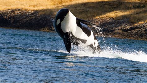 Orca Breaching Wallpaper