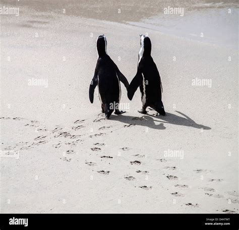 Two Penguins Holding Hands Hi Res Stock Photography And Images Alamy