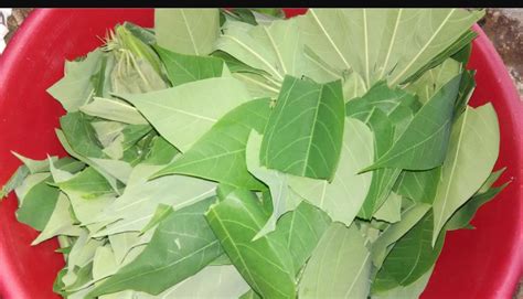 Kisamvu Cassava leaves recipe