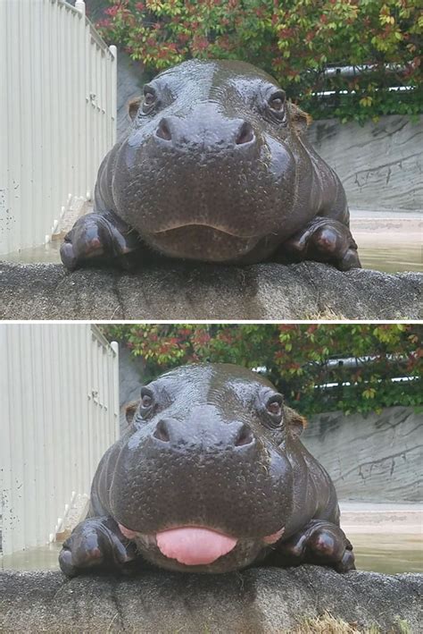 10 Baby Hippos That Will Make Everything Better Bored Panda