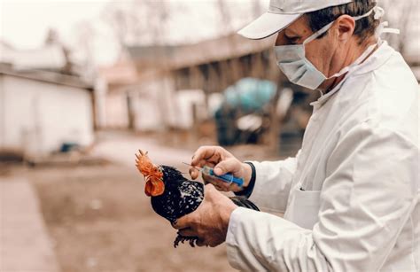 Influenza Aviaria Dichiarata L Emergenza Vediamo La Situazione Ed I