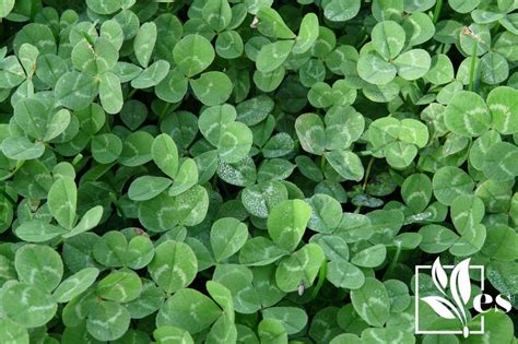 5 Plants That Look Like Clover Discover The Lookalikes Evergreen Seeds