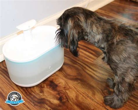 Pet Water Fountain Review And Recommendations Of The Petlibro Model