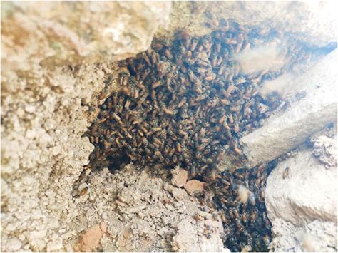 Honeycomb in our coconut farm. - Go Healthy Traditional