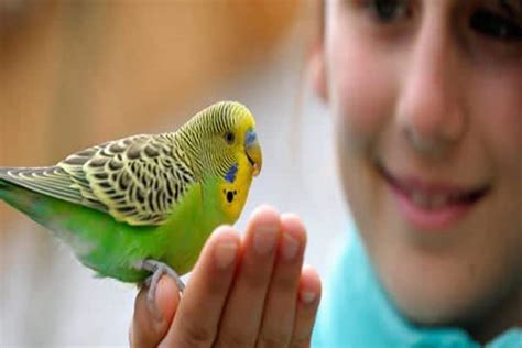 8 Important Tips to Take Care of Pet Birds this Winter - Tail and Fur