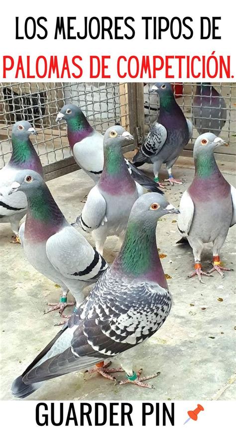 Los Mejores Tipos De Palomas De Competici N En Razas De Palomas