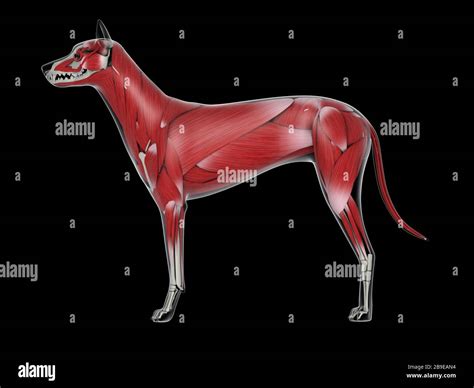 Abdominal anatomy side view hi-res stock photography and images - Alamy