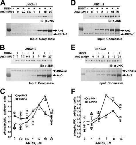 Arrestin 3 Binds C Jun N Terminal Kinase 1 Jnk1 And Jnk2 And Facilitates The Activation Of