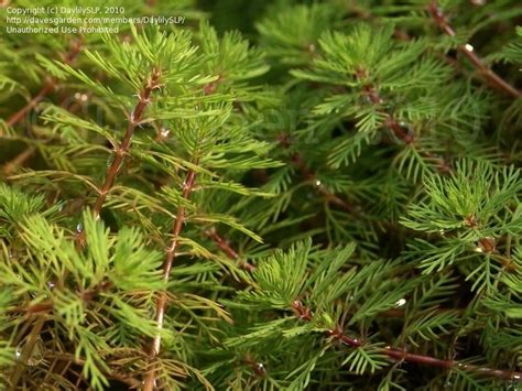 Plantfiles Pictures Red Stemmed Parrot S Feather Red Stem