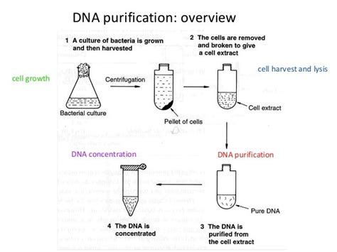 Preparation Of Plasmid Dna By Mwaqas And Noman Hafeez Khosa