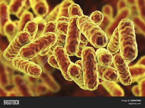 Serratia Marcescens Image & Photo (Free Trial) | Bigstock