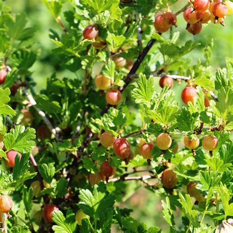 Groseillier Maquereaux Worcesterberry Ribes Uva Crispa Rouge