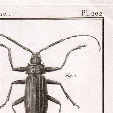 Grabados Dibujos Antiguos Insecto Entomolog A L Mina