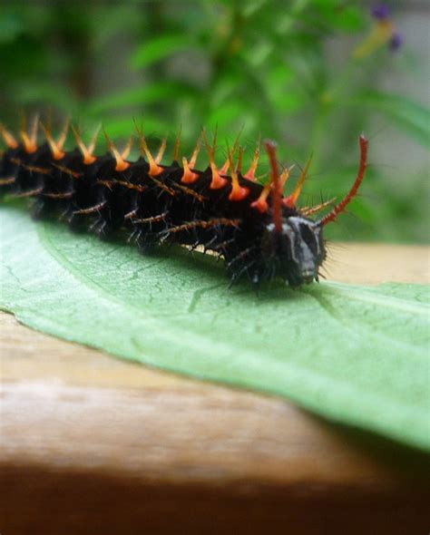 Malachite butterfly caterpillar photo : Biological Science Picture ...