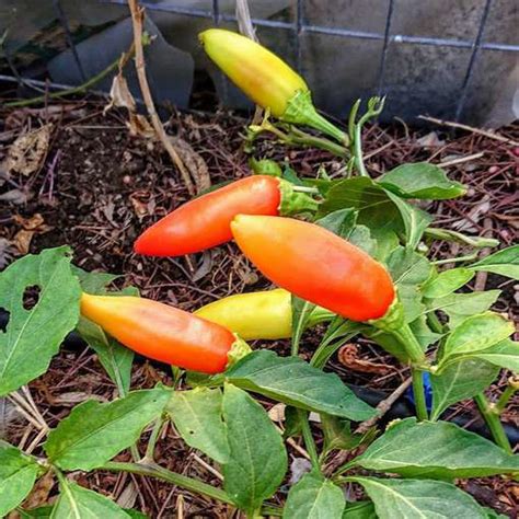 Hungarian Hot Wax Chili Pepper Meraki Seeds