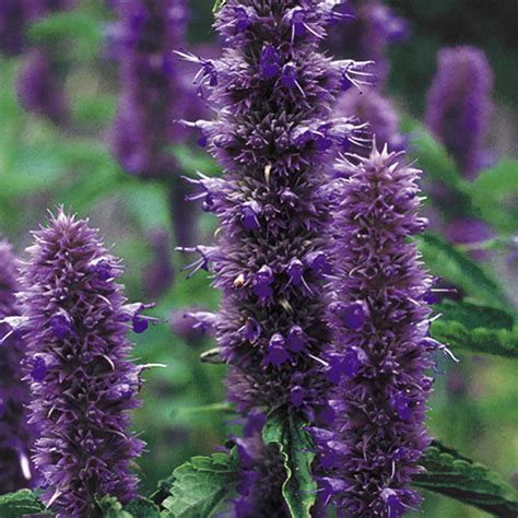 Agastache Liquorice Blue Seeds Suttons