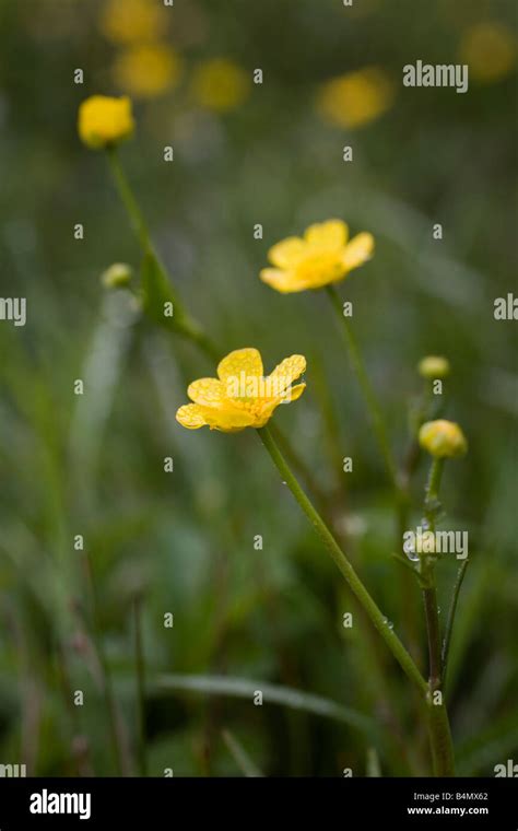 Lesser Spearwort Ranunculus Flammula Stock Photo Alamy