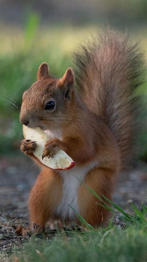 Funny Squirrel Eating