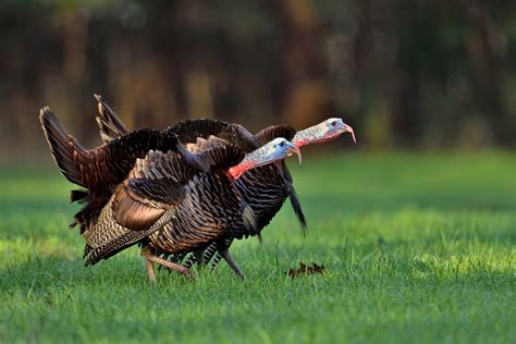 Hunting and Nesting Phenology Influence Gobbling of Wild Turkeys - Wild ...