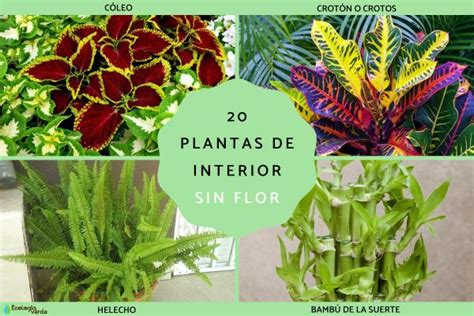 20 Plantas De Interior Sin Flor Nombres Y Fotos