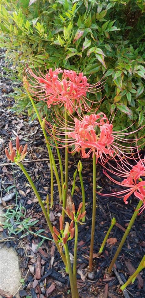 3 Red Spider Lily bulbs | Etsy